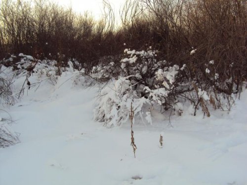 Притаился в кустах