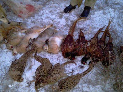 Фазанчики, зайци и лиса.......