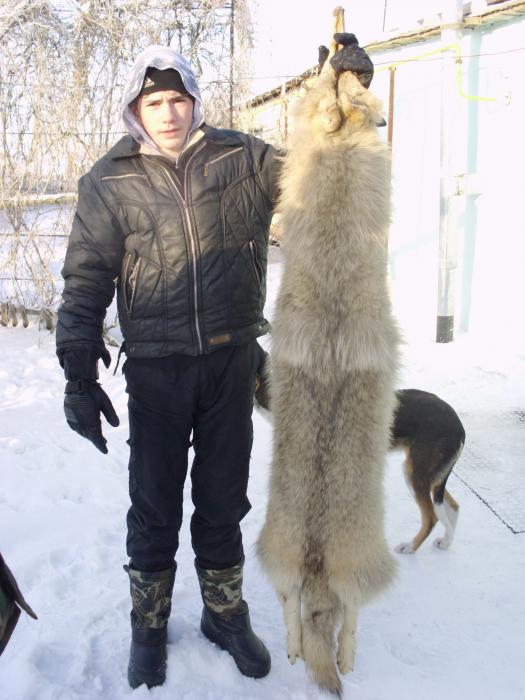 волчья шкура