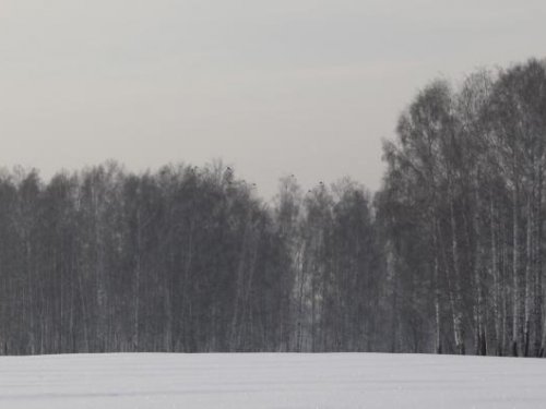 За зайцем