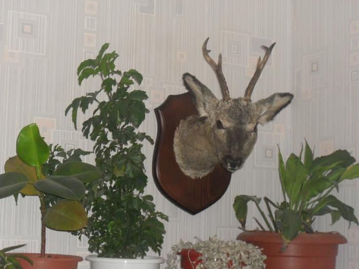 Сибирская косуля.