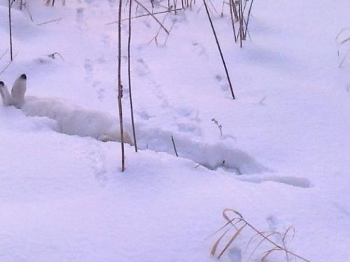 Специально для Сергея-Анохина