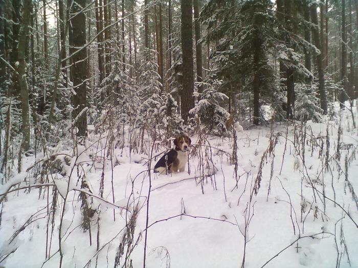 передышка..