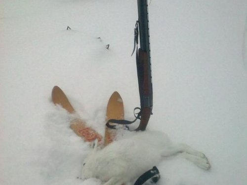 беляк