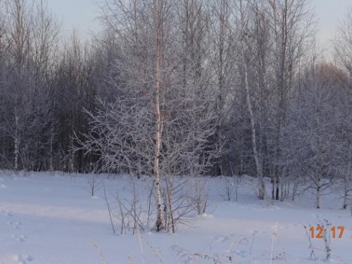 Березка