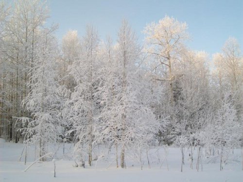 В зимнем наряде.