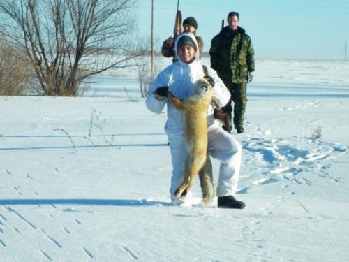 лис