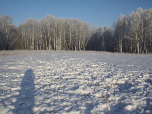 Косули пообедали)))