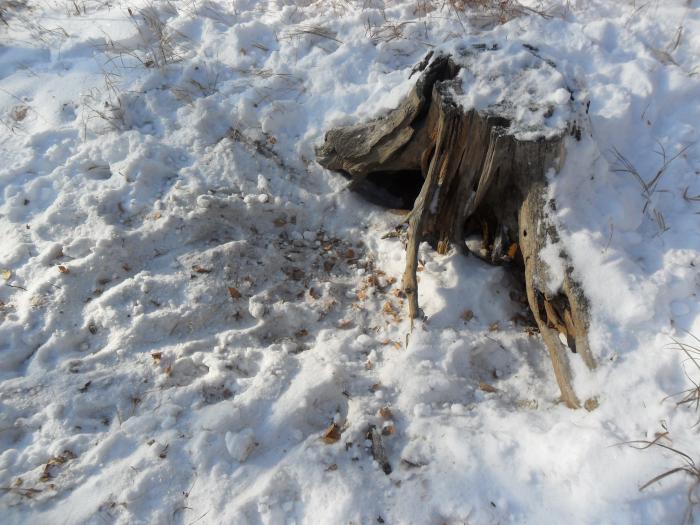 солонец