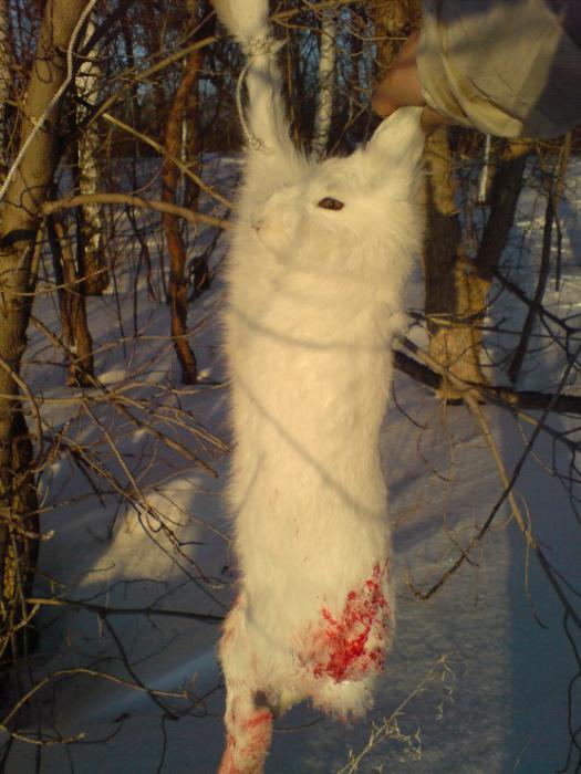 Новогодний ЗАЯЦ! забегаец