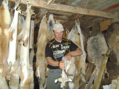 Отминаю выделанных лисиц....08.2011г.