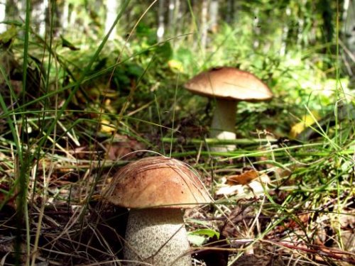 В лесной чаще