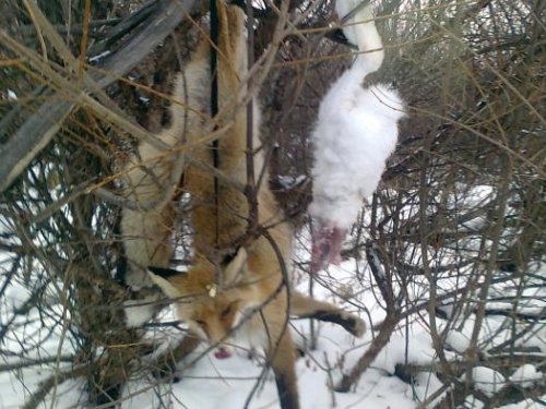 Напакостила вот и получила