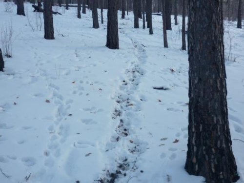 вот чудеса,здесь всякий бродит...