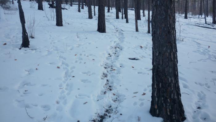 вот чудеса,здесь всякий бродит...