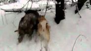 Лайка и кабан