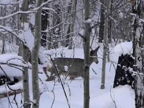 Косуля...