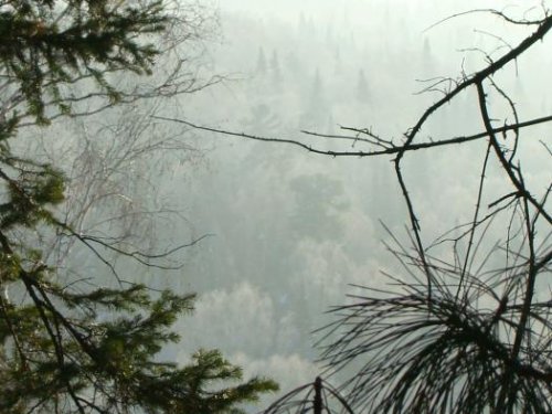 Тайга за пос.Увал 