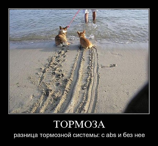 собачки