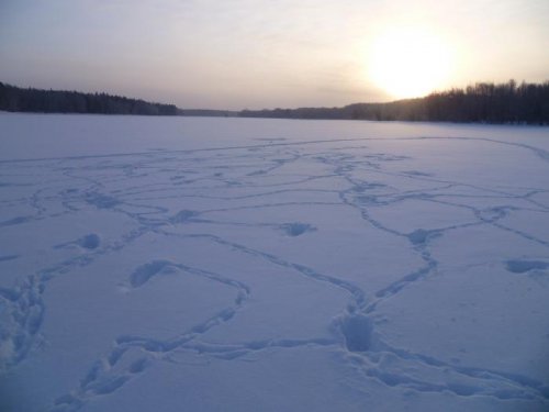 Тетерева ночевали.