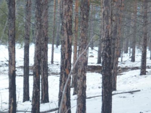 кабаны накуралесили