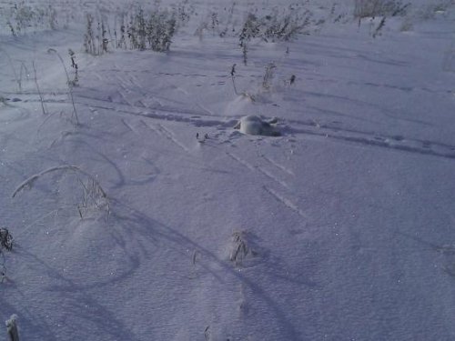 Белячок. Бежал по лыжне.