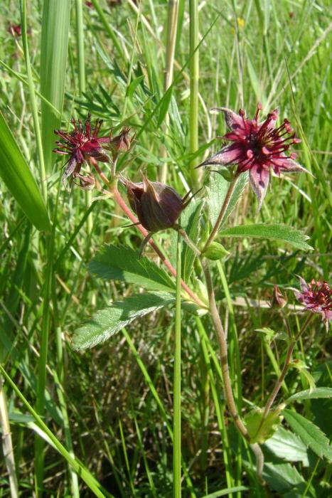 Цветёт Сабельник.