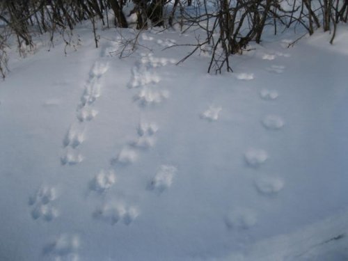 Неожиданно встретили следы белок (это в степной-то зоне!)