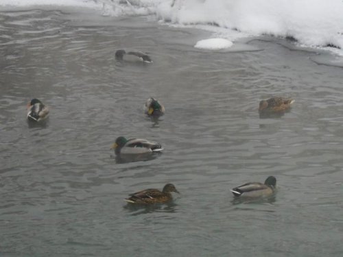 январь 2012