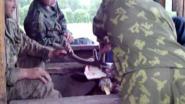 Спил пантов марала