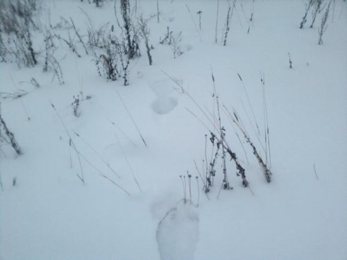 Прошел   в свои угодья