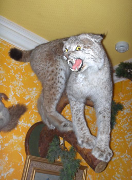 Котик
