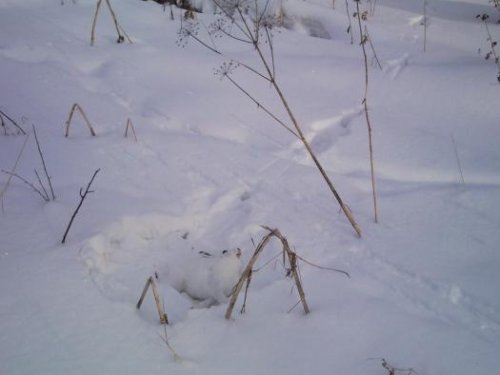 Кучно пошла :)