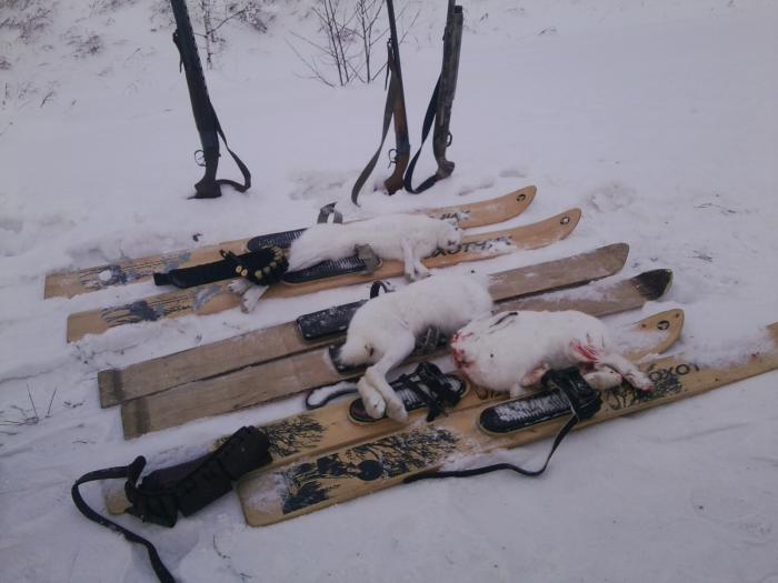 Трудовые зайцы