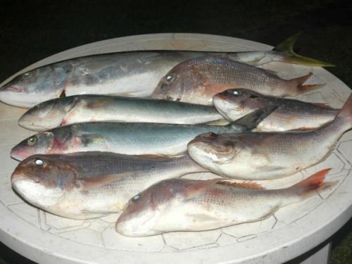 Вот такая рыба..