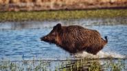 Удачные и не очень выстрелы по кабану