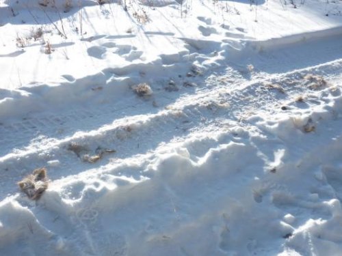 двуногие волки