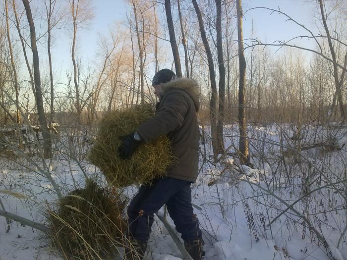 Сенца душистого для заек