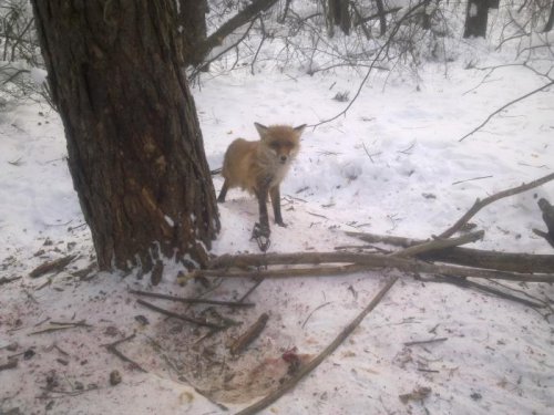 Попалась в нолевку под полуметровым слоем снега