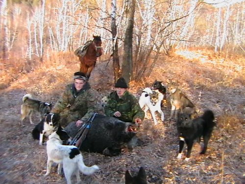 отлично собачки поработали
