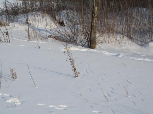 Первый в 2012 году!