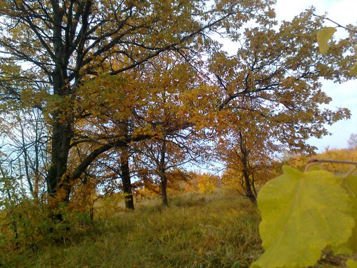 Осень
