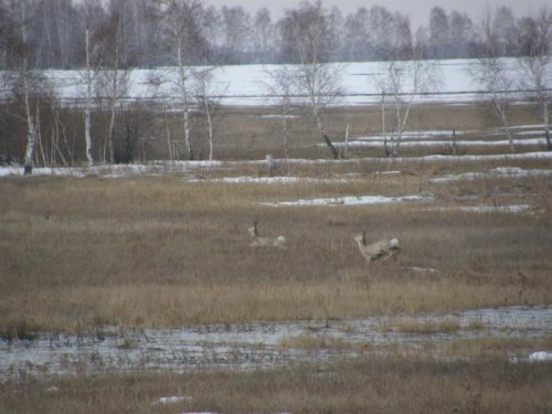 весна 2011
