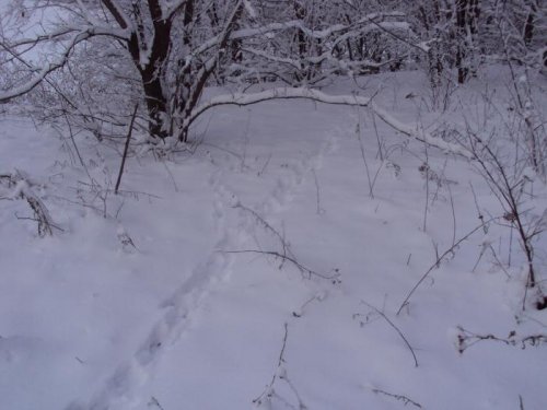 За одну ночь.