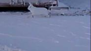 Прикольная "охота" на зайца)))