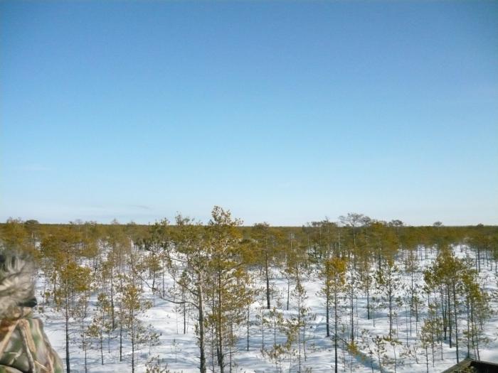 Где ты северный олень