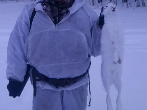 Ушастый