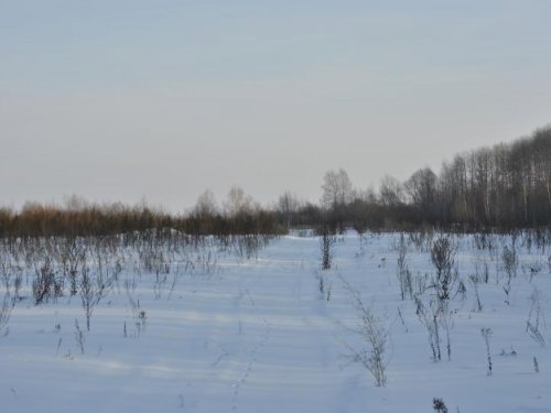 лисица убежала.