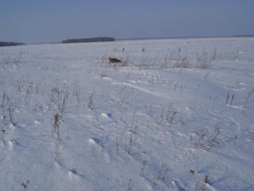 Патрикеевна