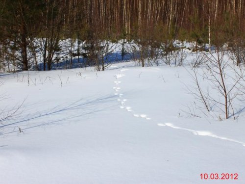 Знает, когда бегать надо.